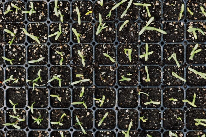 Cara Memilih Bibit Cabe Rawit Berkualitas untuk Pemula: Panduan Lengkap