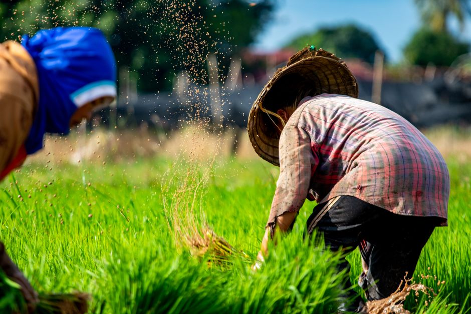Panduan Praktis Memulai Usaha Pertanian Modal Kecil untuk Pemula