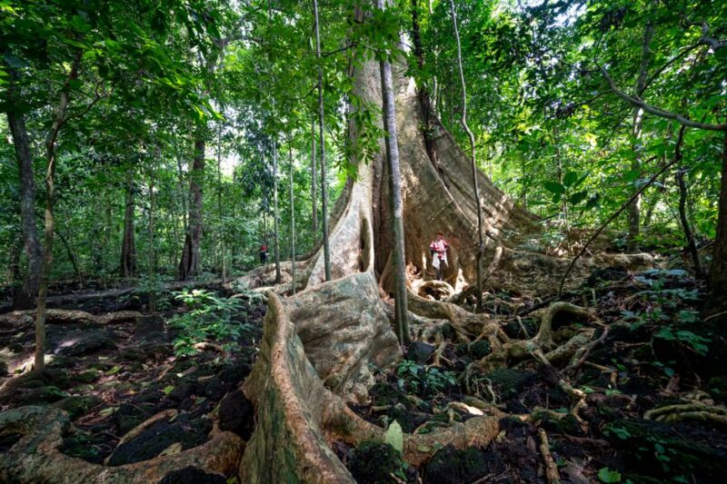 Panduan Praktis Menjelajahi Pesona Wisata Alas Purwo Banyuwangi